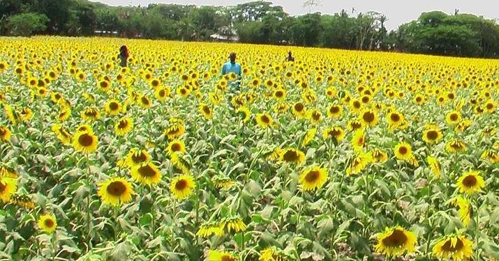 ভোলায় রেকর্ড পরিমাণ সূর্যমুখী চাষ, ফলনে খুশি কৃষক