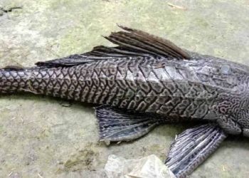 ভোলায় সাকার ফিশ দেখতে উৎসুক গ্রামবাসীর ভিড়