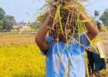 বেনাপোলে দুই কৃষকের ধান কেটে ঘরে তুলে দিল ছাত্রলীগ