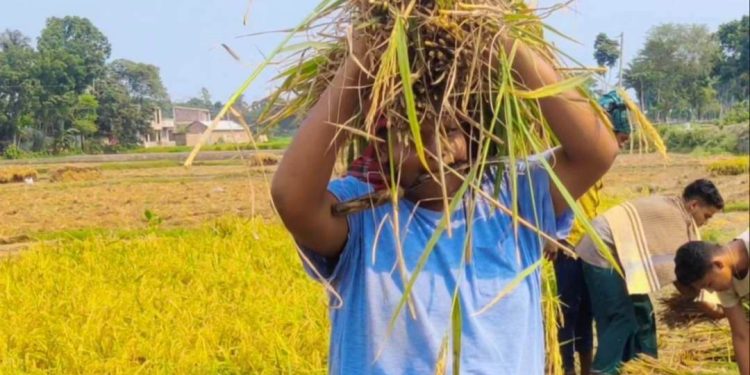 বেনাপোলে দুই কৃষকের ধান কেটে ঘরে তুলে দিল ছাত্রলীগ