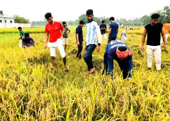 নেত্রকোণায় কৃষকের ধান কেটে দিলো ছাত্রলীগ