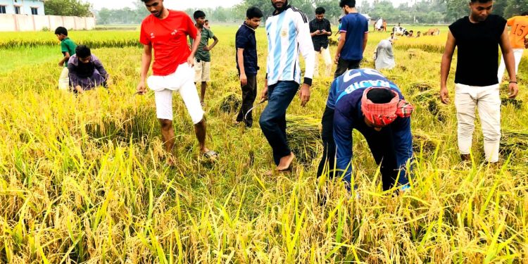 নেত্রকোণায় কৃষকের ধান কেটে দিলো ছাত্রলীগ