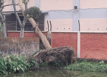 চৌদ্দগ্রামে প্রাণিসম্পদ অফিসের বিশাল আকৃতির গাছ হেলে পড়েছে খাদ্য গুদামের উপর