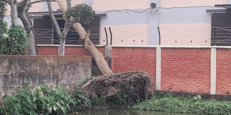 চৌদ্দগ্রামে প্রাণিসম্পদ অফিসের বিশাল আকৃতির গাছ হেলে পড়েছে খাদ্য গুদামের উপর