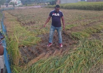 এবার বোরো মৌসুমে ধান কাটা মাড়াই করে একমাসে প্রায় ২০০ কোটি টাকা আয় করবে