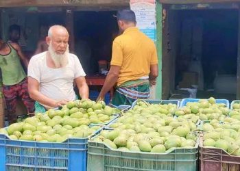 পাঁজিয়ায় আমের দাম নেই, হতাশ আম চাষীরা