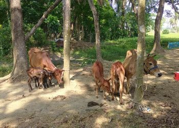 অবিশ্বাস্য হলেও সত্যি এক মালিকের দুইটি গাভীরই জমজ বাচ্চা