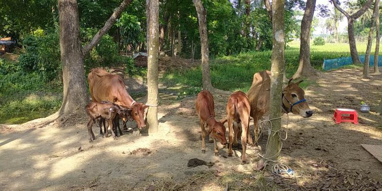 অবিশ্বাস্য হলেও সত্যি এক মালিকের দুইটি গাভীরই জমজ বাচ্চা