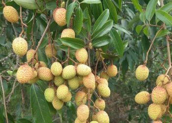 রঙিন হয়ে উঠছে বাঁশখালীর রসালো লিচু