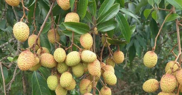 রঙিন হয়ে উঠছে বাঁশখালীর রসালো লিচু
