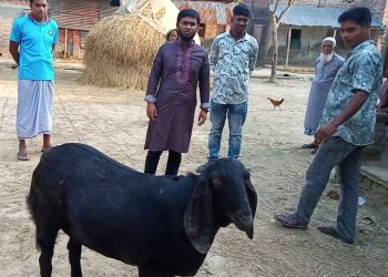বদলগাছীতে সারা ফেলেছে ৮০ কেজি ওজনের ছাগলের খাসি