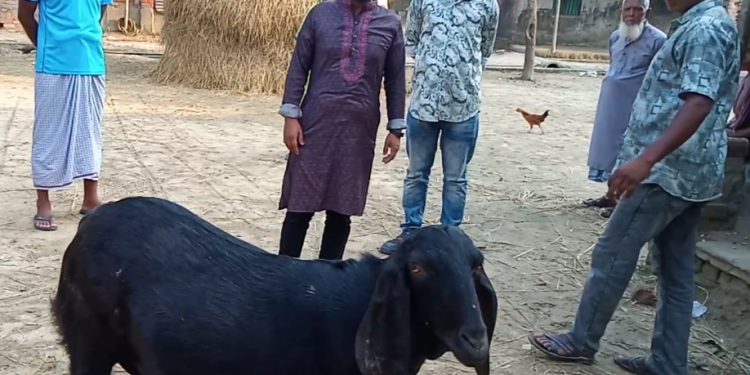 বদলগাছীতে সারা ফেলেছে ৮০ কেজি ওজনের ছাগলের খাসি