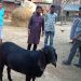 বদলগাছীতে সারা ফেলেছে ৮০ কেজি ওজনের ছাগলের খাসি