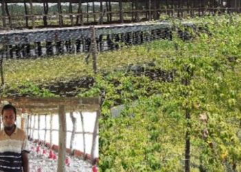 সমন্বিত চাষে লালমোহনের সেলিম মিয়ার সাফল্য