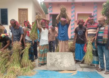 তেঁতুলিয়ায় এক দরিদ্র কৃষকের ধান কেটে ঘরে তুলে দিল কৃষক লীগের নেতাকর্মীরা