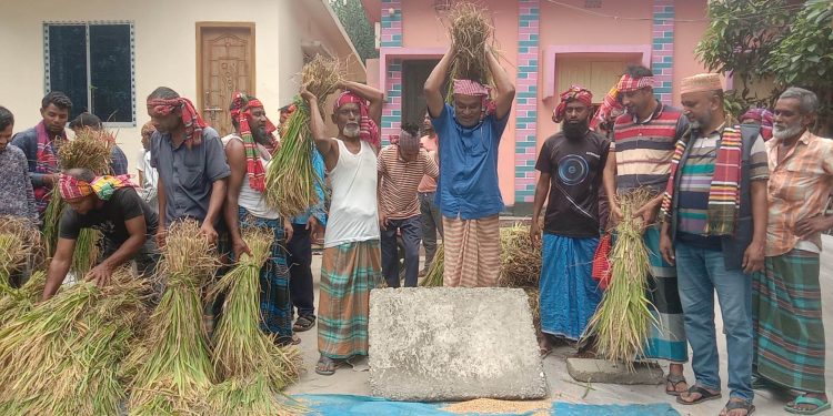 তেঁতুলিয়ায় এক দরিদ্র কৃষকের ধান কেটে ঘরে তুলে দিল কৃষক লীগের নেতাকর্মীরা