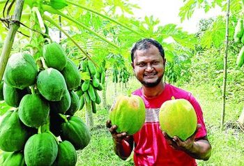 ভোলায় পেঁপেঁ চাষে বিপ্লব এনেছেন চেয়ারম্যান বিপ্লব