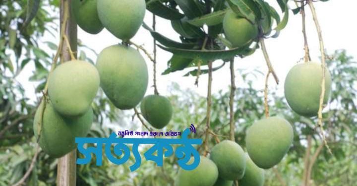 হাঁড়িভাঙা আম বাজারে আসছে শনিবার