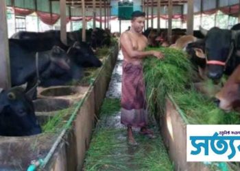 ভোলায় খাদ্যের মূল্যবৃদ্ধি হলেও কোরবানির ঈদকে সামনে রেখে লাভের আশা পশুখামারিদের