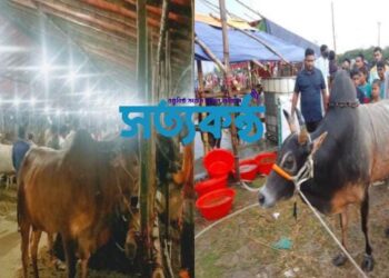 চট্রগ্রামের সিডিএ বালুর মাঠে গরু-ছাগলের বাজার জমে উঠেছে: আজ থেকে পূর্ণদ্যমে বিক্রি চলছে