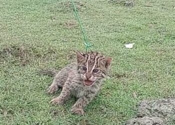 পটুয়াখালীতে মেছোবাঘ উদ্ধার করে বনে অবমুক্ত