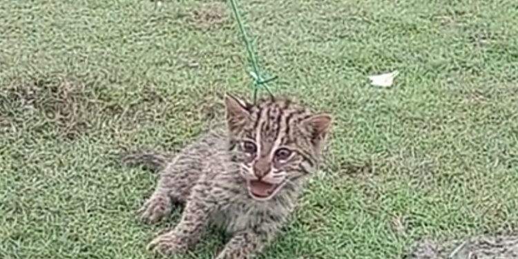 পটুয়াখালীতে মেছোবাঘ উদ্ধার করে বনে অবমুক্ত