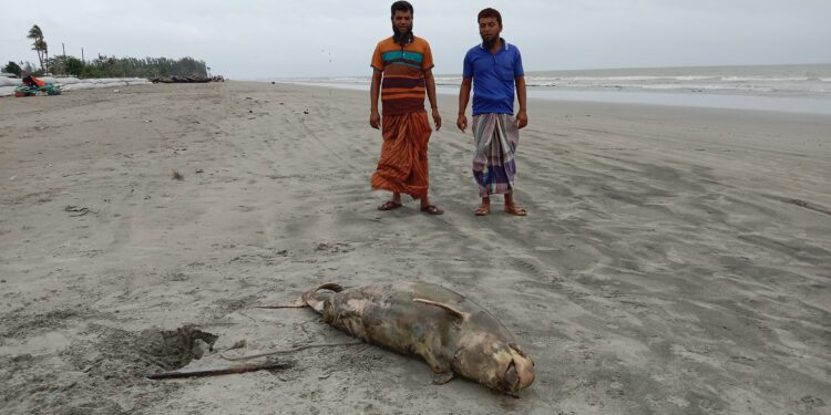 কুয়াকাটা সৈকতে মৃত ইরাবতি ডলফিন