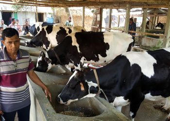 নড়াইলে গরুর খামারে বিষ প্রয়োগের অভিযোগ