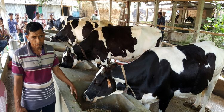 নড়াইলে গরুর খামারে বিষ প্রয়োগের অভিযোগ