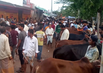 বাঁশখালীতে জমে উঠেছে জমজমাট গরুর বাজার