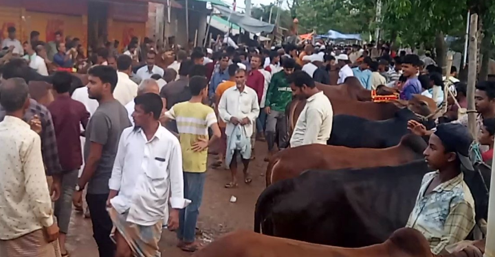 বাঁশখালীতে জমে উঠেছে জমজমাট গরুর বাজার