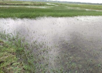 পটুয়াখালীতে স্লুইসগেট আটকিয়ে মাছ শিকার, লোনা পানিতে ১০ গ্রাম প্লাবিত