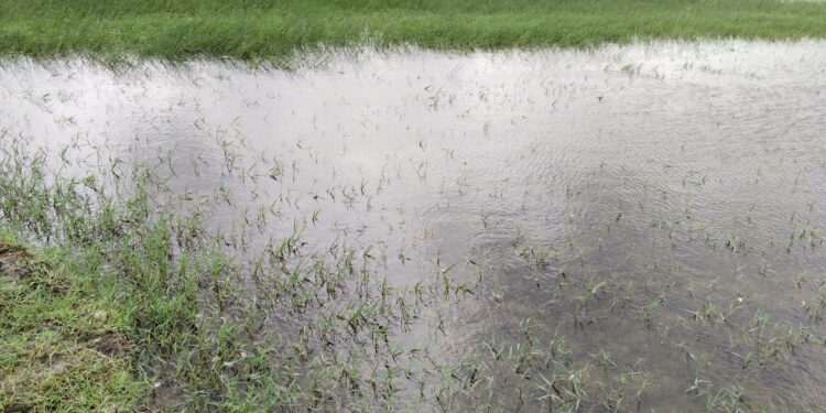 পটুয়াখালীতে স্লুইসগেট আটকিয়ে মাছ শিকার, লোনা পানিতে ১০ গ্রাম প্লাবিত