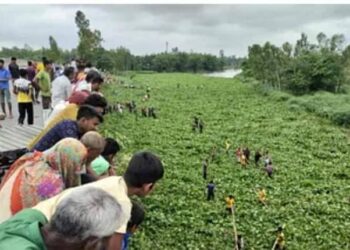 রংপুরে যমুনেশ্বরী নদী কচুরিপানার ওপর দিয়ে হেঁটে পারাপার হচ্ছেন