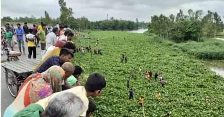 রংপুরে যমুনেশ্বরী নদী কচুরিপানার ওপর দিয়ে হেঁটে পারাপার হচ্ছেন