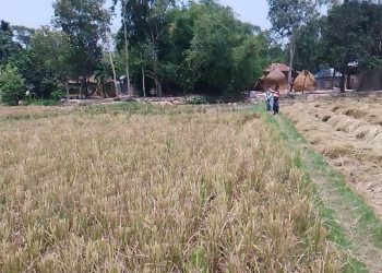 ভোলায় তীব্র গরমে বাড়ছে তালপাখার কদর…