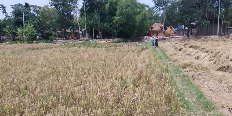 ভোলায় তীব্র গরমে বাড়ছে তালপাখার কদর…