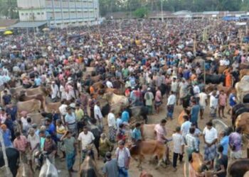 বাগমারায় শেষ সময়ে জমে উঠেছে কোরবানীর পশুর হাট
