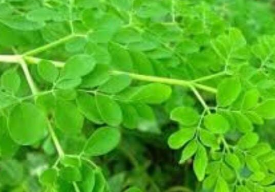 মরিঙ্গা বা সজনে পাতার উপকারিতা