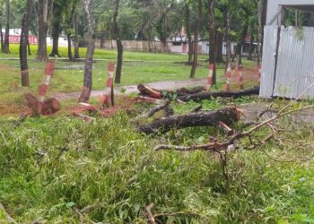পটুয়াখালীতে আদালত চত্বরের গাছ কাটার অভিযোগে এসিল্যান্ডসহ ৫ জনের বিরুদ্ধে মামলা