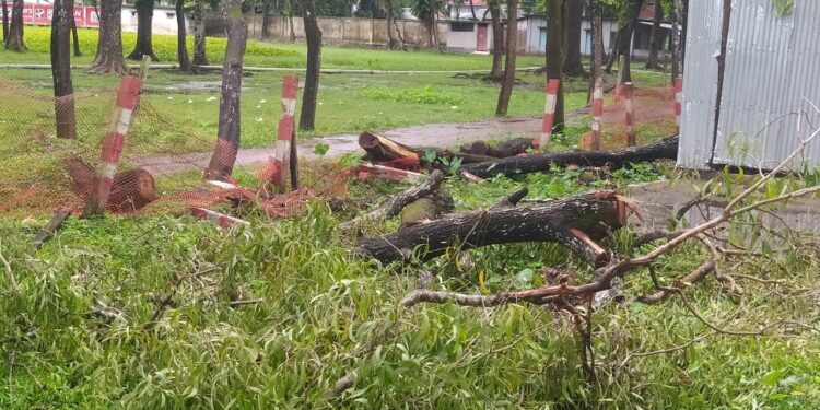 পটুয়াখালীতে আদালত চত্বরের গাছ কাটার অভিযোগে এসিল্যান্ডসহ ৫ জনের বিরুদ্ধে মামলা