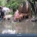 ভোলায় মেঘনার পানি বিপৎসীমার ওপরে, দুর্ভোগে ১৫ গ্রামবাসী