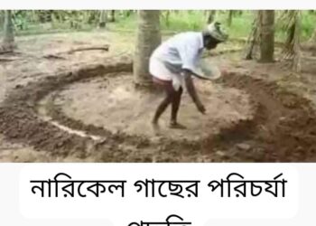 নারিকেল গাছের সার প্রয়োগ পদ্ধতি