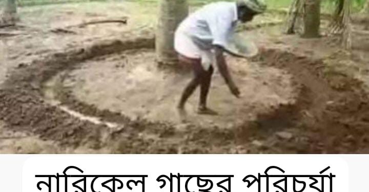 নারিকেল গাছের সার প্রয়োগ পদ্ধতি
