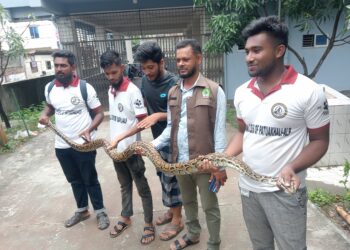 পটুয়াখালীতে একটি বার্মিজ অজগর সাপ উদ্ধার 