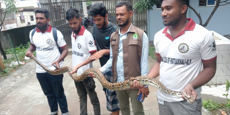 পটুয়াখালীতে একটি বার্মিজ অজগর সাপ উদ্ধার