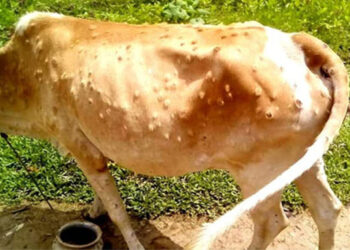 ভোলায় ল্যাম্পি স্কিন আতঙ্কে খামারীরা, এক সপ্তাহে ১৯টি গরুর মৃত্যু