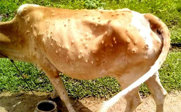 ভোলায় ল্যাম্পি স্কিন আতঙ্কে খামারীরা, এক সপ্তাহে ১৯টি গরুর মৃত্যু