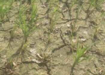 বরেন্দ্র অঞ্চলে পানির অভাবে আমন ধানের জমি ফেটে চৌচির, হতাশায় কৃষক