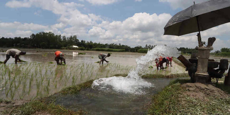 রংপুরে সেচ দিয়ে আমন রোপণের চেষ্টা